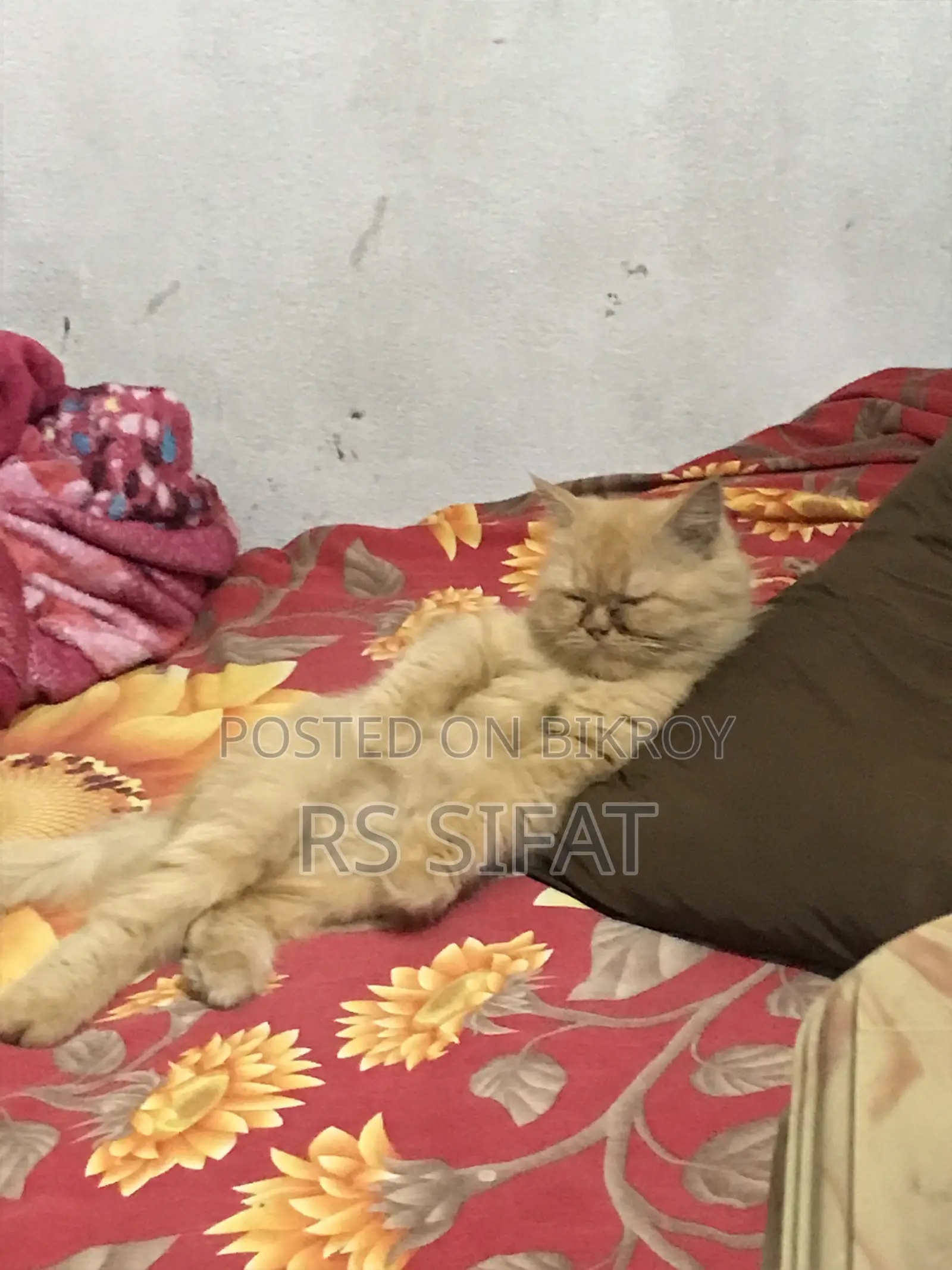 ৩-৬ মাসের মহিলা খাঁটি পার্সিয়ান বিড়াল