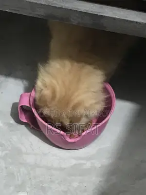 ৩-৬ মাসের মহিলা খাঁটি পার্সিয়ান বিড়াল