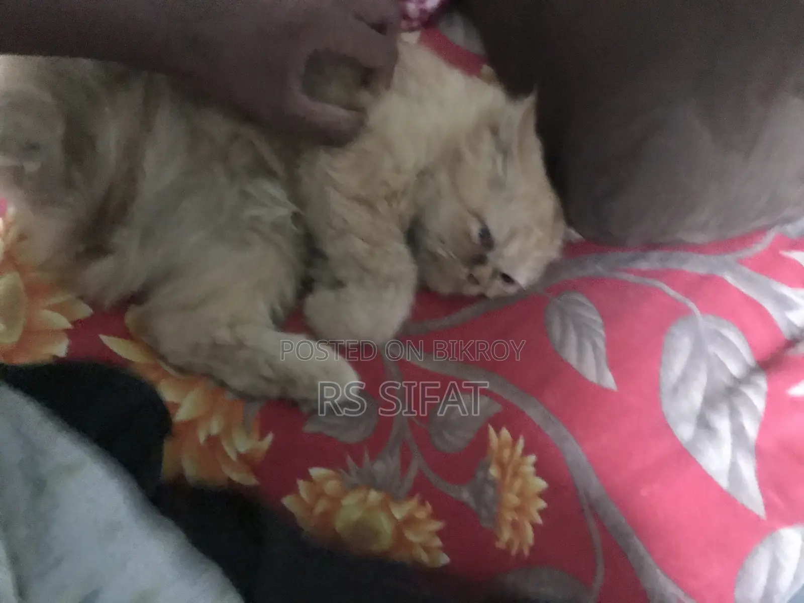৩-৬ মাসের মহিলা খাঁটি পার্সিয়ান বিড়াল