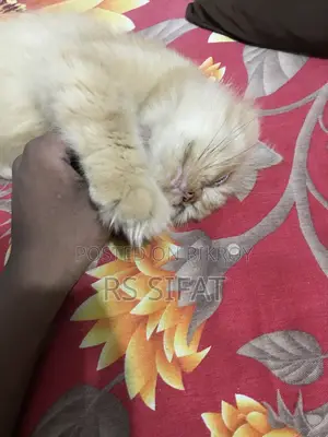 ৩-৬ মাসের মহিলা খাঁটি পার্সিয়ান বিড়াল