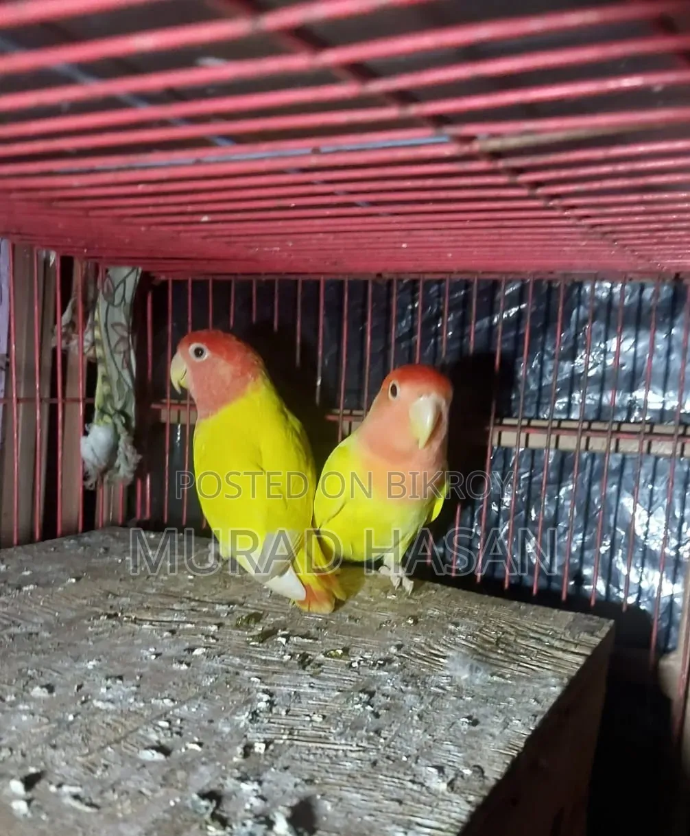 Lutino Red Head Opaline Running Lovebirds