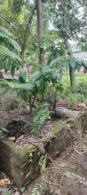 5 decimals of land for sale in a densely populated area at Kaliakair Mouchak