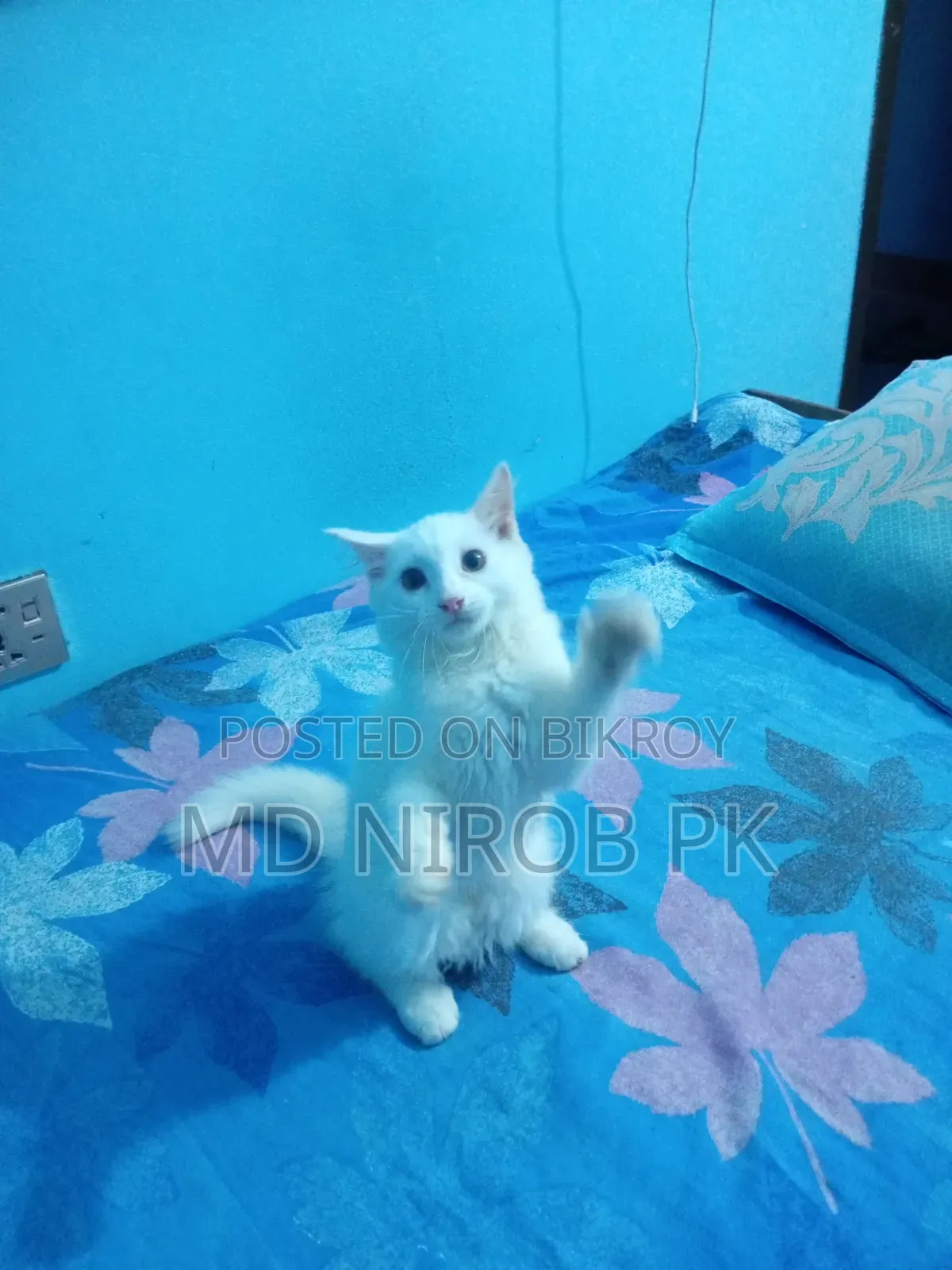 1-3 Months Female Purebred Exotic