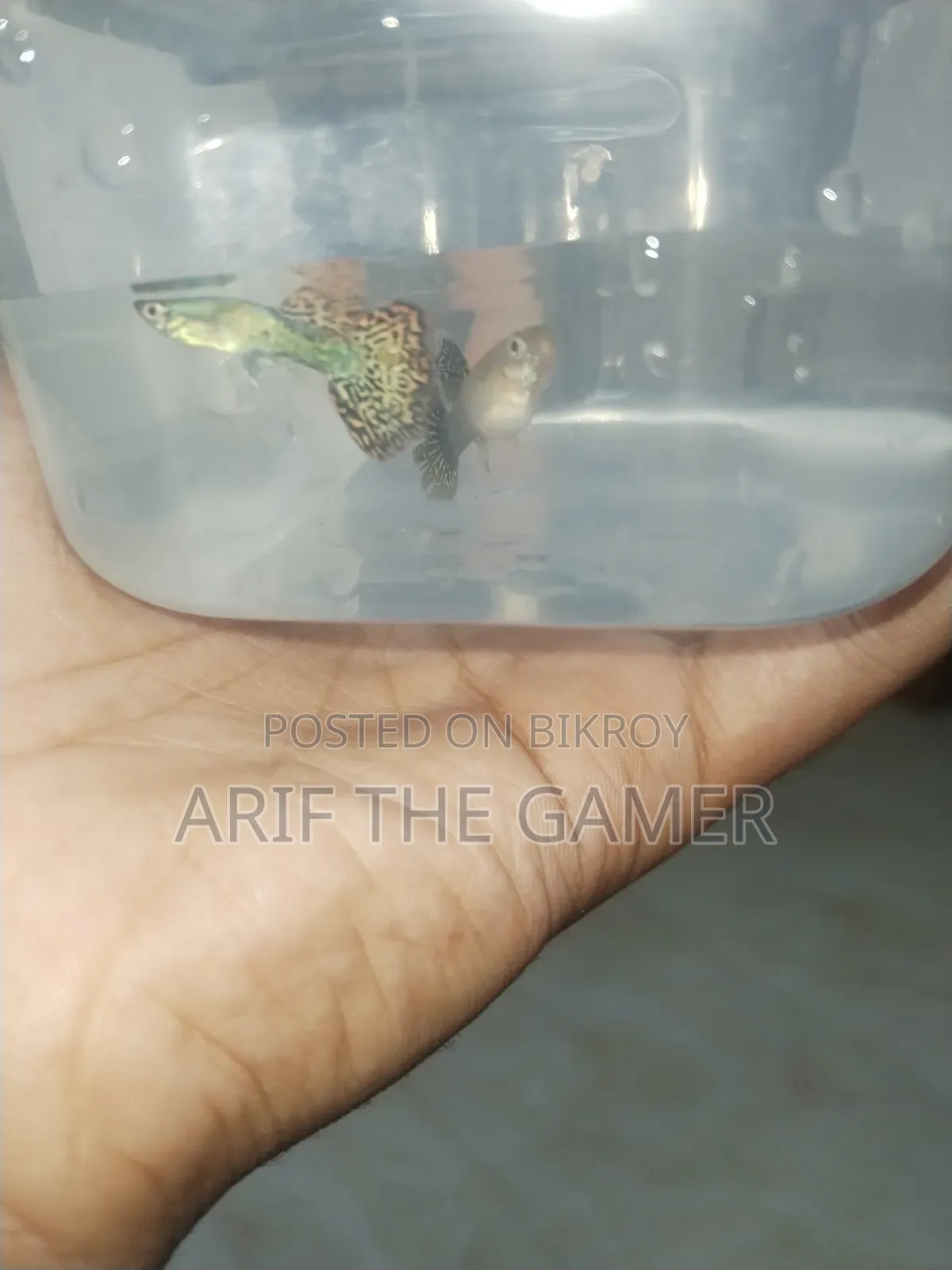 Red Dragon Guppy for Sell