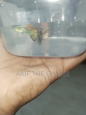 Red Dragon Guppy for Sell
