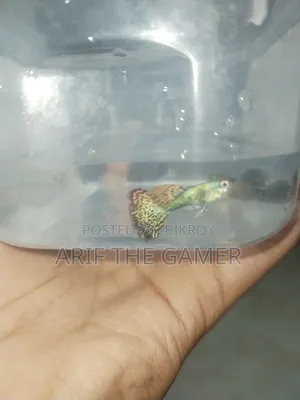 Red Dragon Guppy for Sell