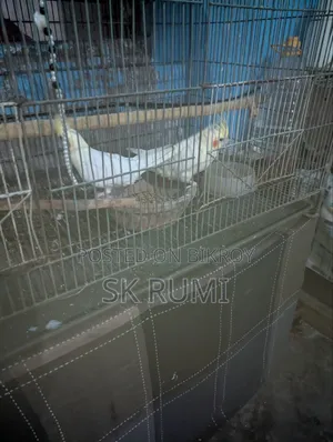 My beloved pet bird.