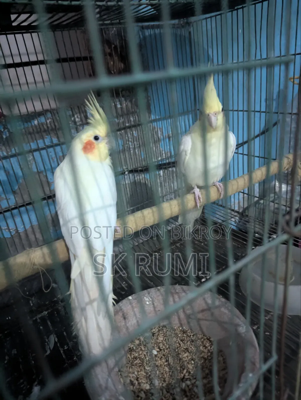 My beloved pet bird.