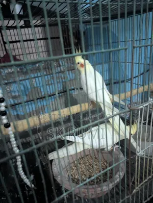 My beloved pet bird.
