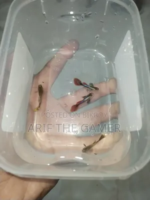 Dumbo Mosaic Guppy for Sell