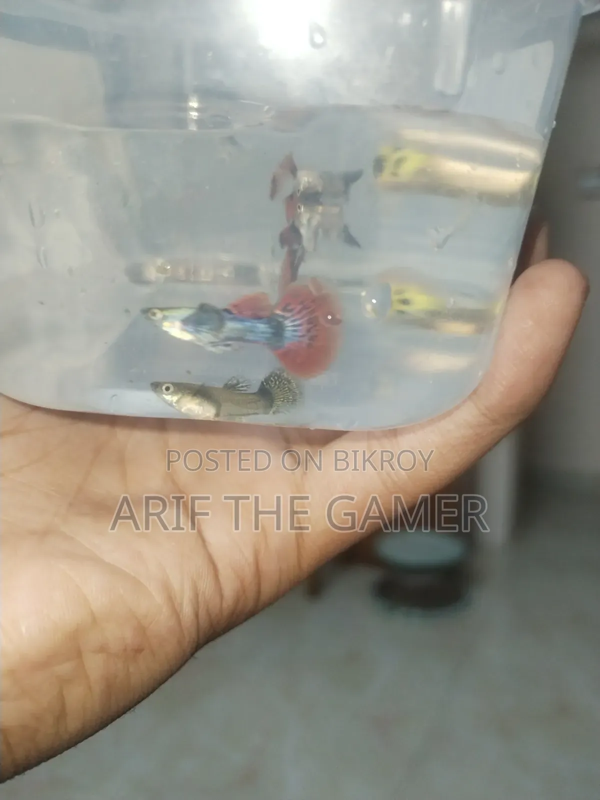 Dumbo Mosaic Guppy for Sell