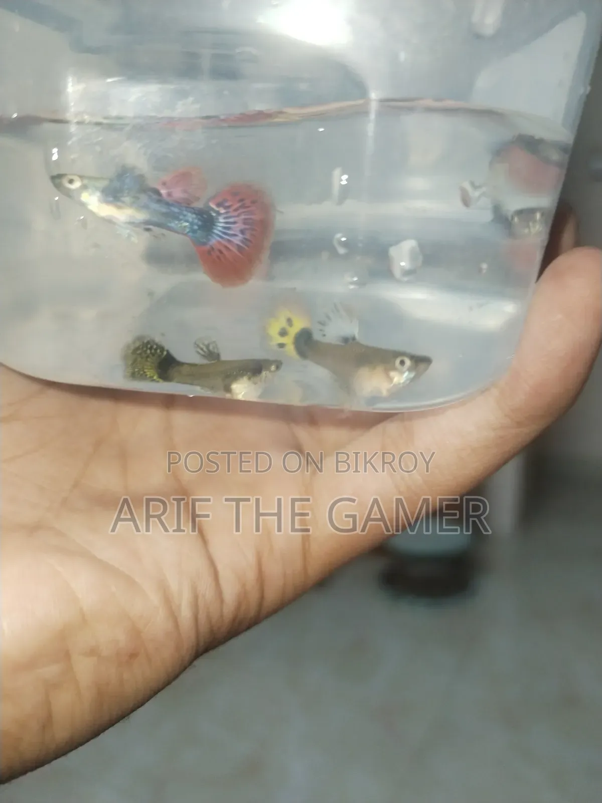 Dumbo Mosaic Guppy for Sell