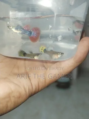 Dumbo Mosaic Guppy for Sell