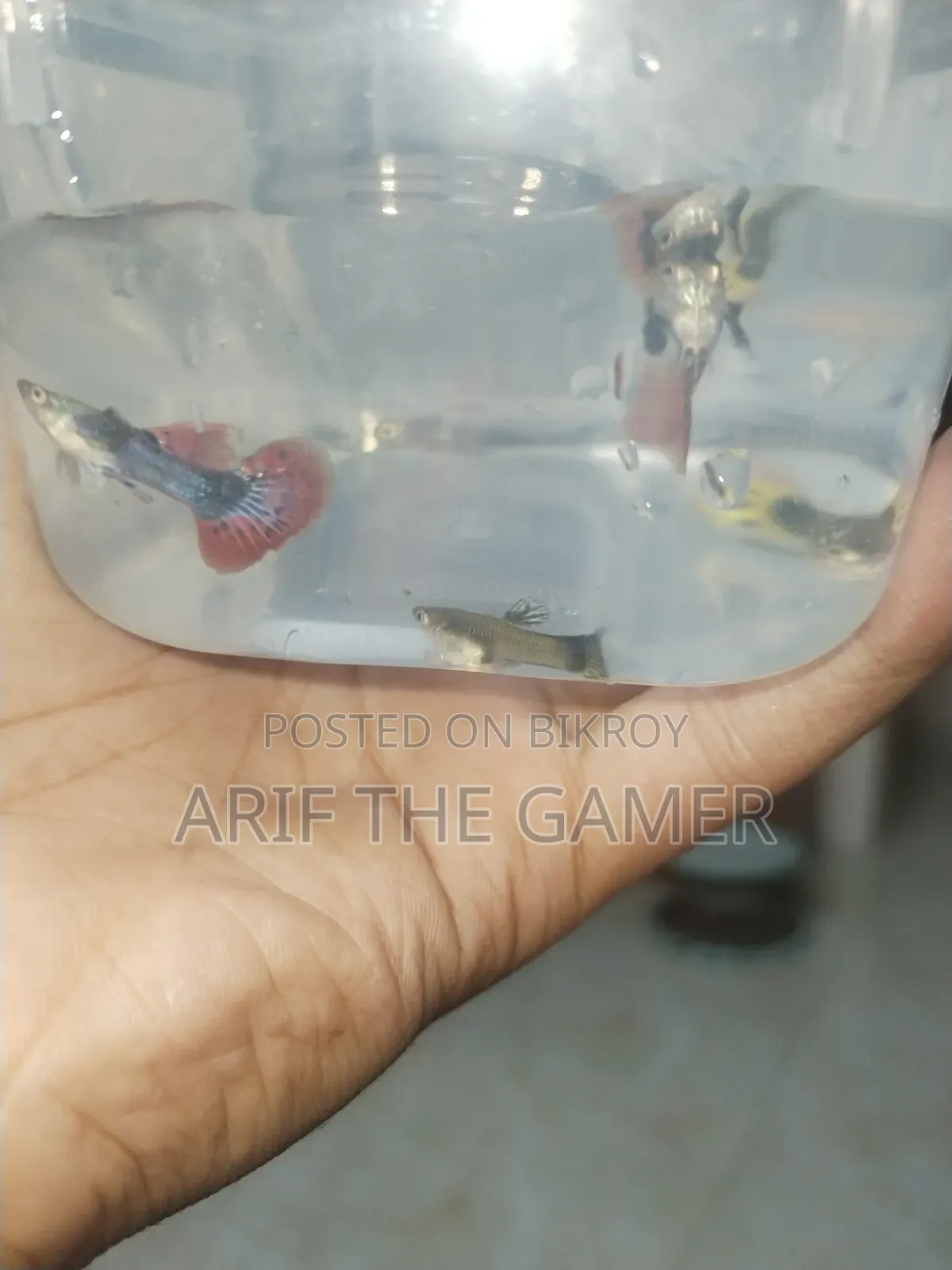 Dumbo Mosaic Guppy for Sell