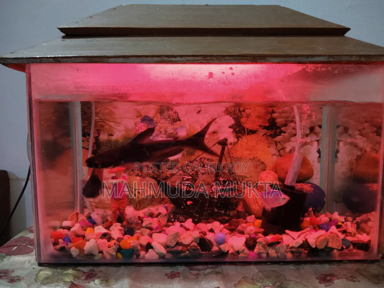Square Shape Aquarium