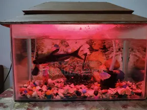 Square Shape Aquarium
