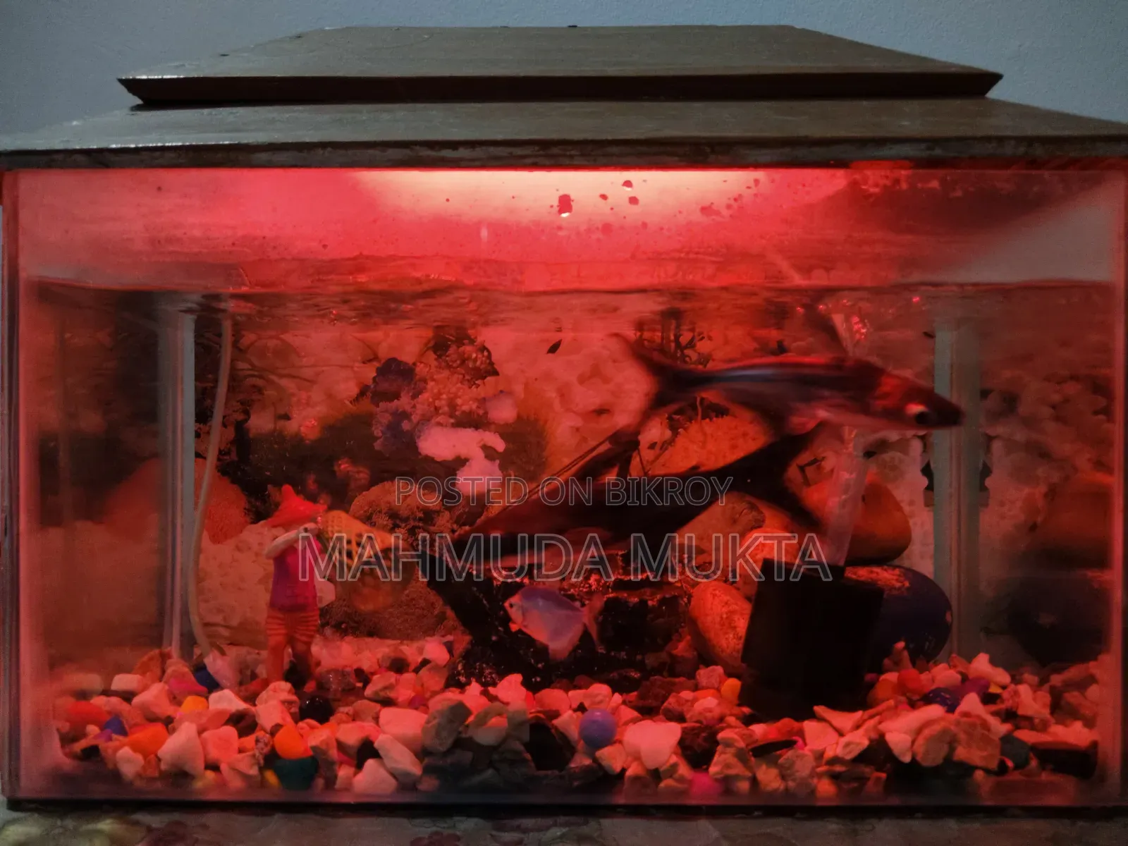 Square Shape Aquarium