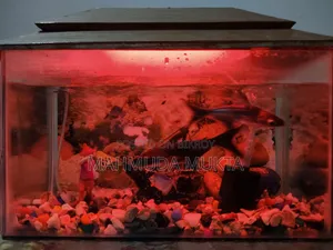 Square Shape Aquarium