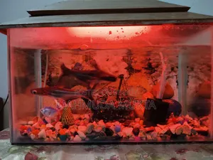 Square Shape Aquarium