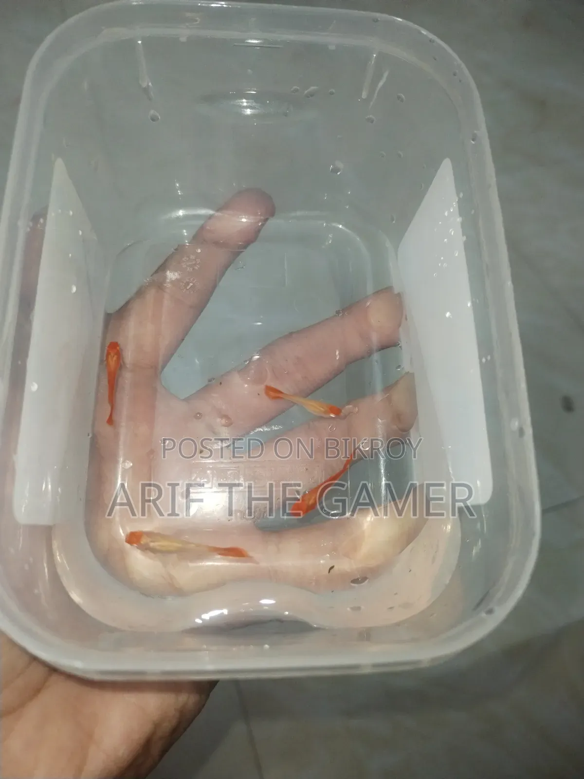 অ্যালবিনো কোই গাপ্পি বিক্রির জন্য