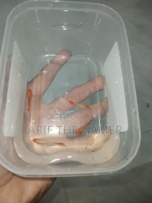 Albino Koi Guppy for Sell