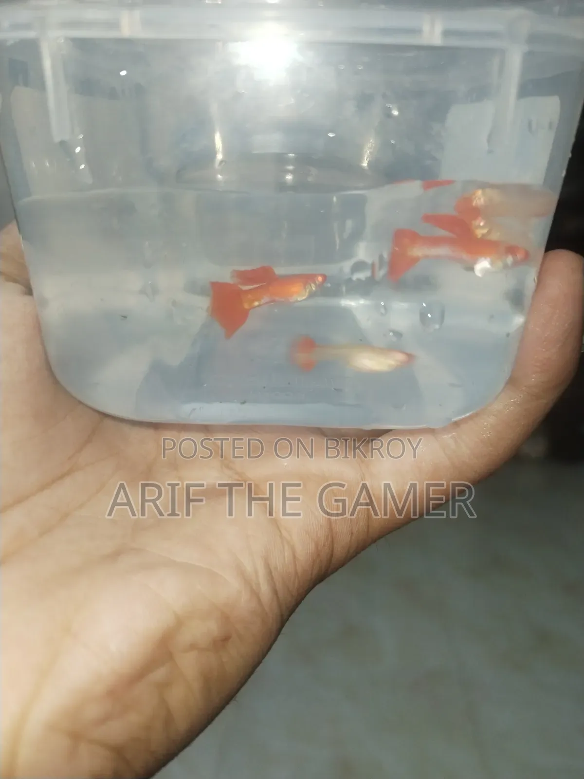 অ্যালবিনো কোই গাপ্পি বিক্রির জন্য