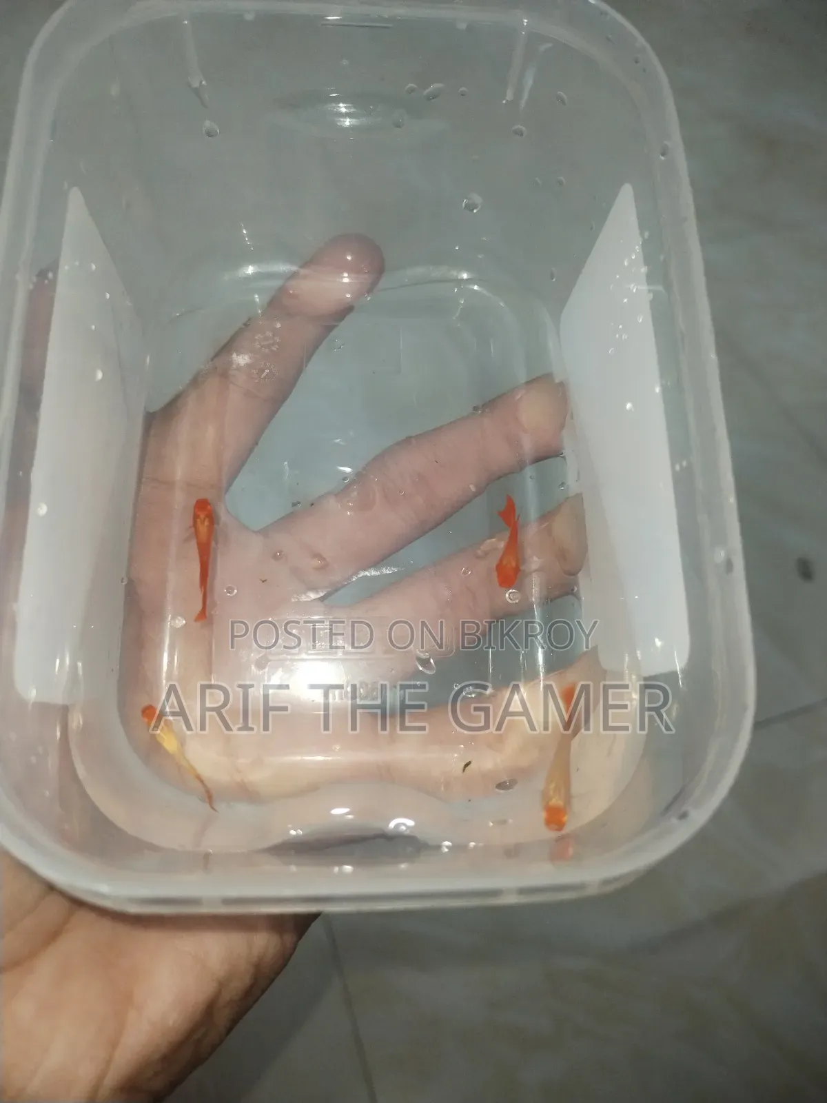 অ্যালবিনো কোই গাপ্পি বিক্রির জন্য