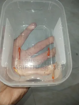 অ্যালবিনো কোই গাপ্পি বিক্রির জন্য