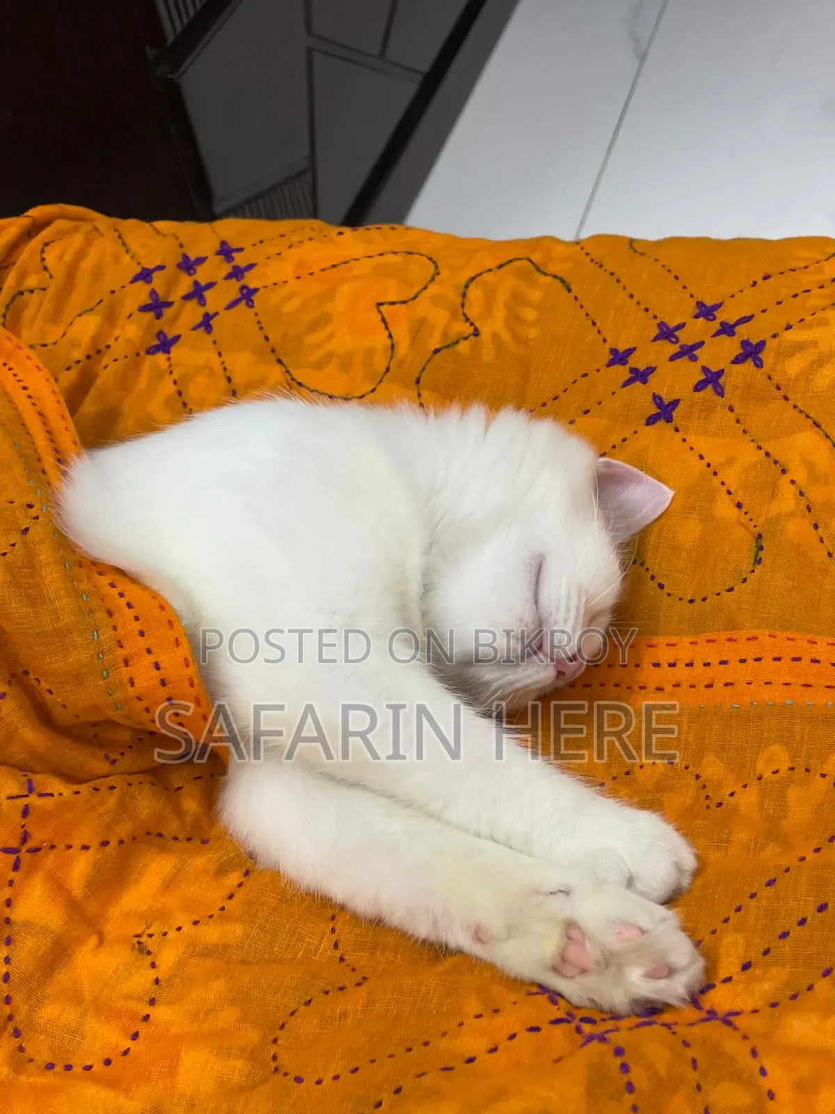 ১+ বছরের খাঁটি পার্সিয়ান নারী বিড়াল