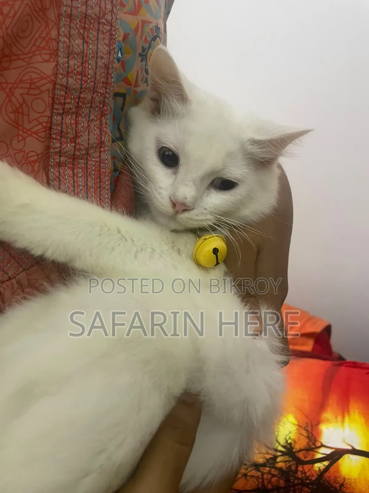 ১+ বছরের খাঁটি পার্সিয়ান নারী বিড়াল