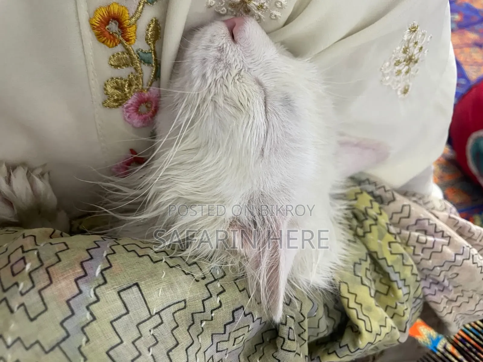 ১+ বছরের খাঁটি পার্সিয়ান নারী বিড়াল