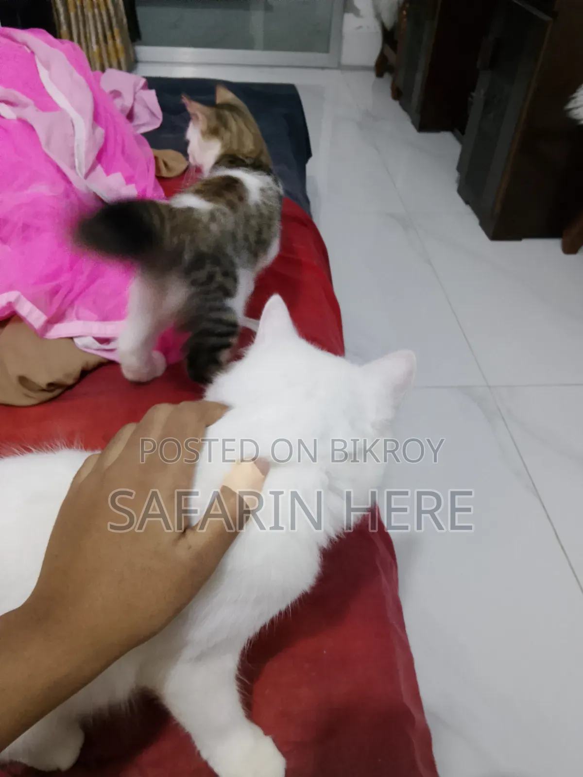 ১+ বছরের খাঁটি পার্সিয়ান নারী বিড়াল