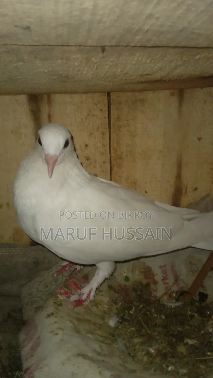 Rajshahi Giribaz Female Pigeon