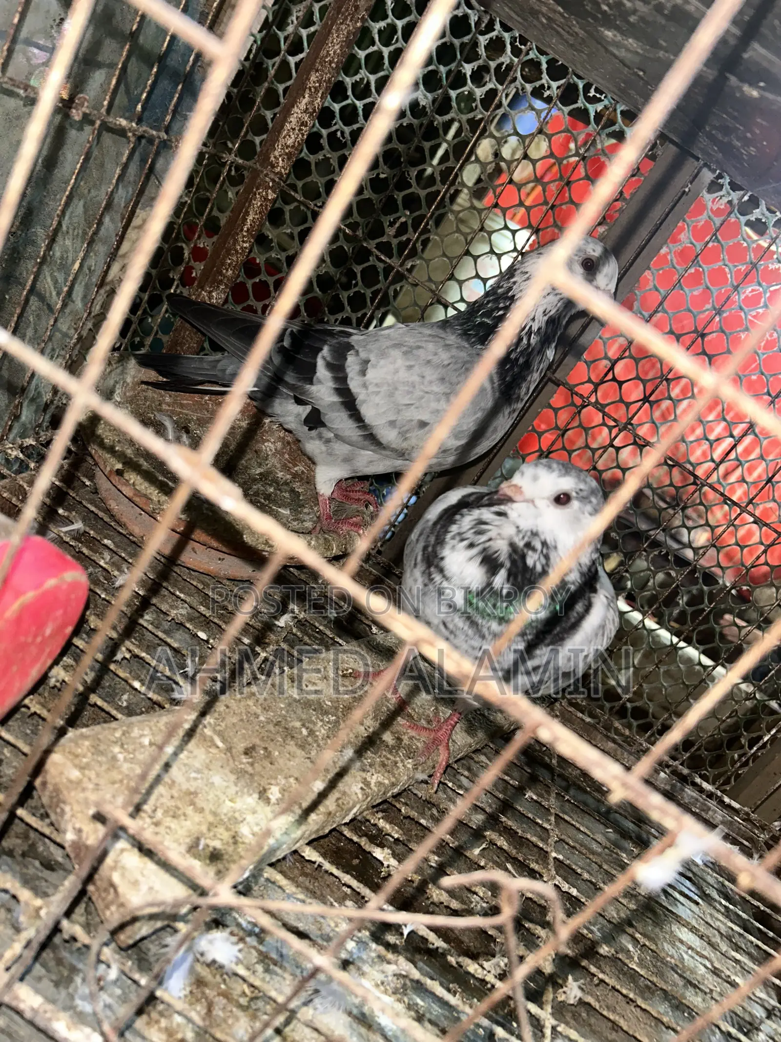 Grizel Pigeon