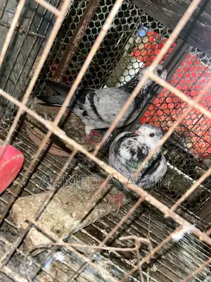 Grizel Pigeon