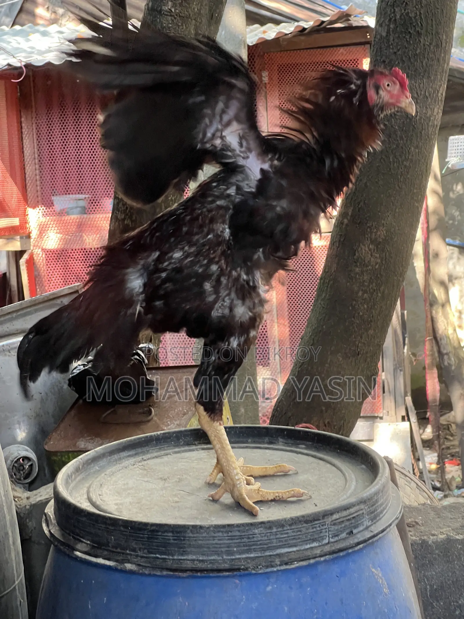 Aseel Chicken Rooster