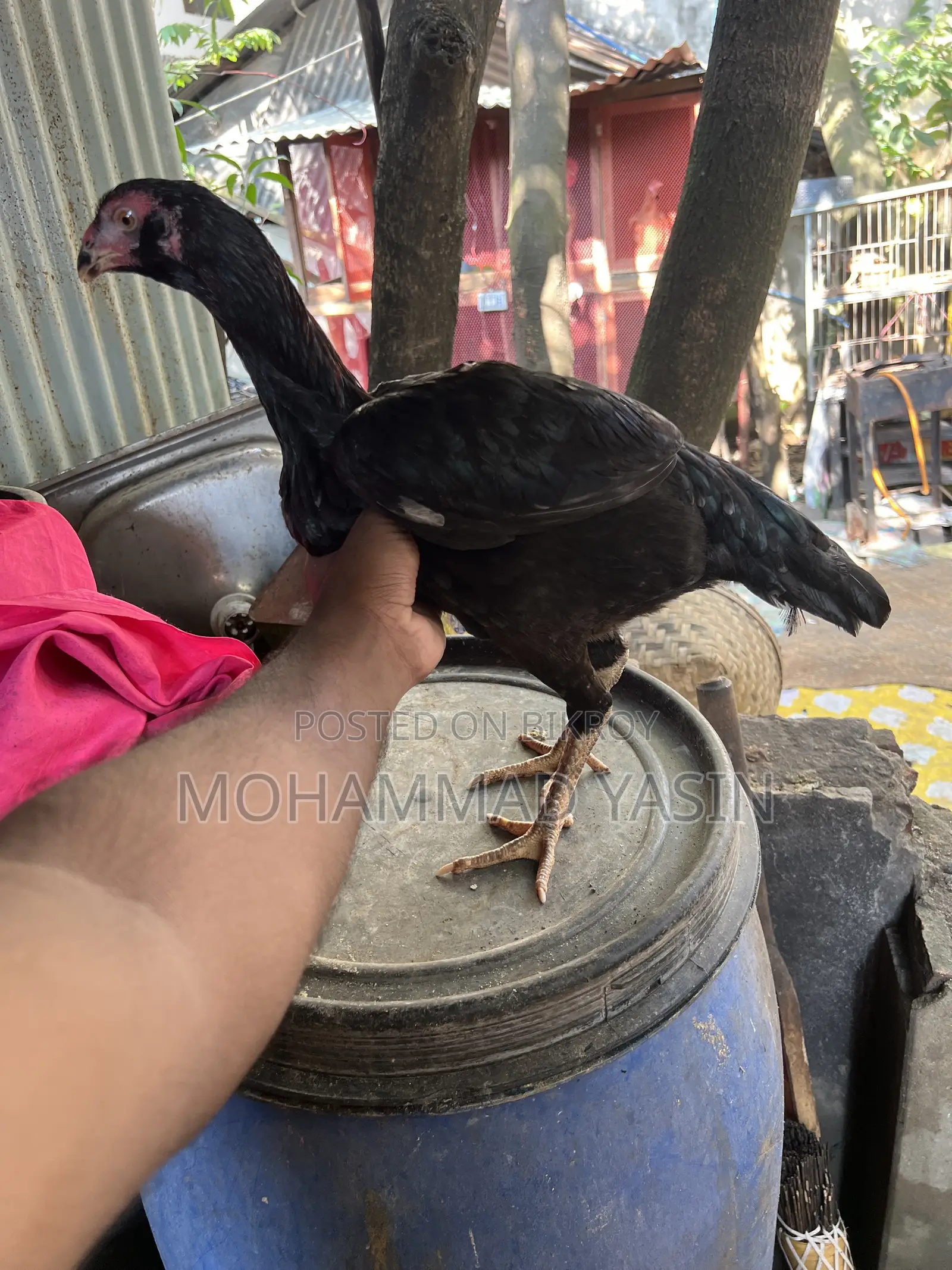 Aseel Chicken Rooster