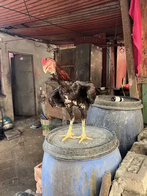 Aseel Chicken Rooster