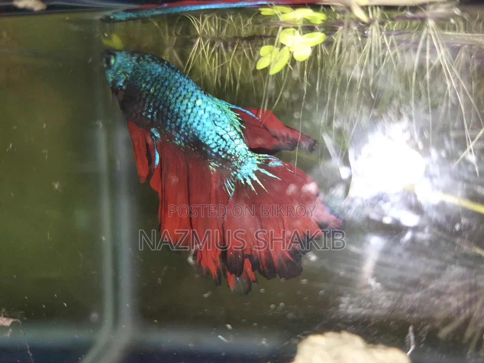 Healthy Dragon Scale Beta Fish for Sale - Healthy and Active Betta Fish