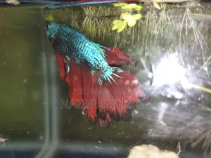 Healthy Dragon Scale Beta Fish for Sale - Healthy and Active Betta Fish