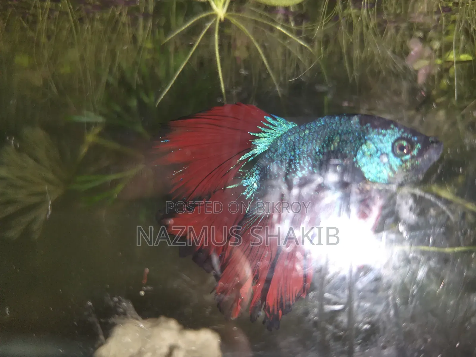 Healthy Dragon Scale Beta Fish for Sale - Healthy and Active Betta Fish