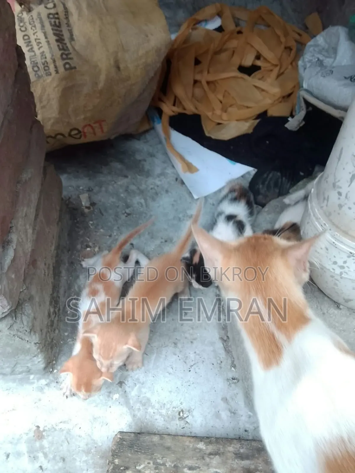 0-1 month Female Mixed Breed Cat