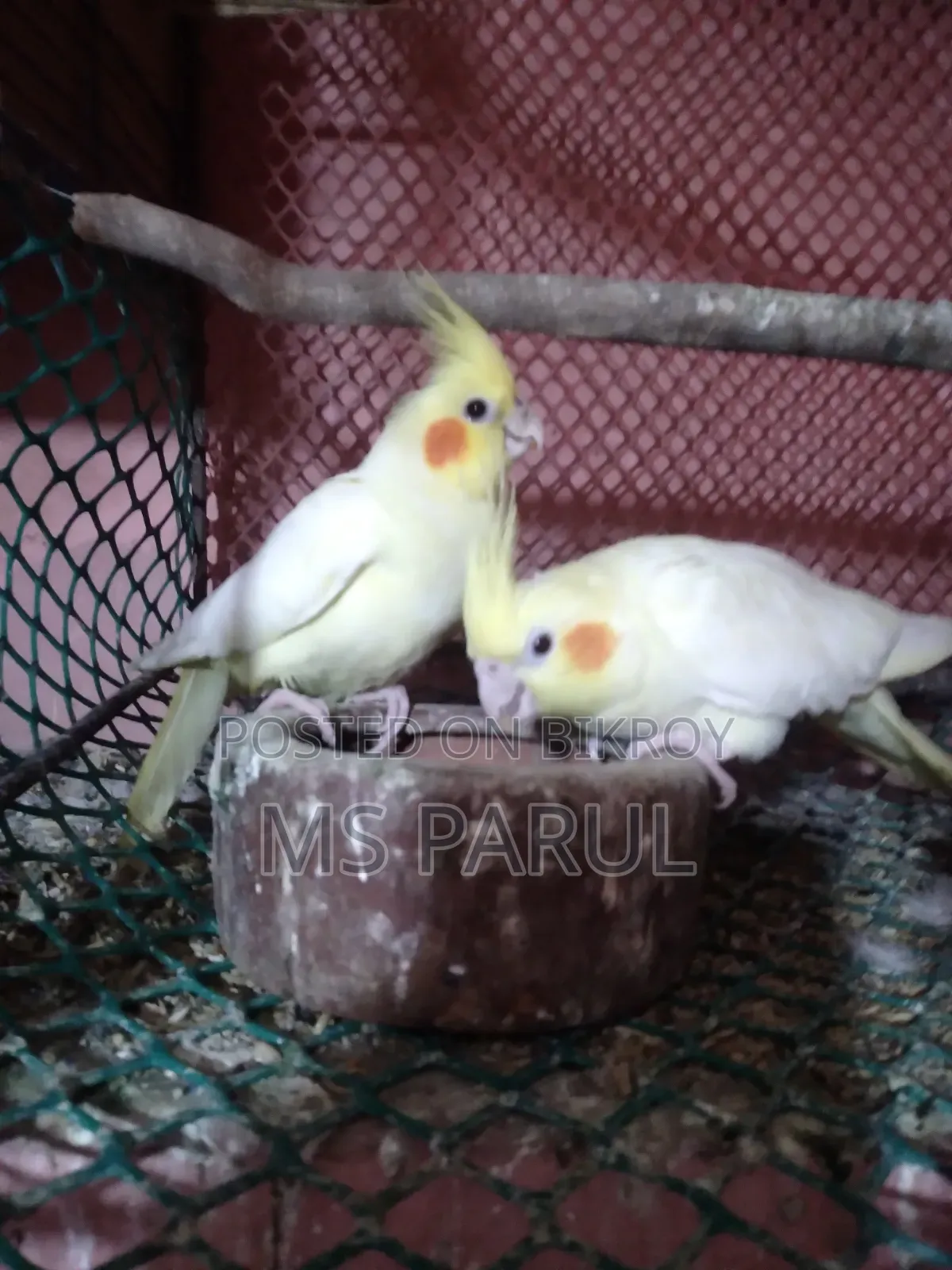 ককাটেল রানিং জোরা