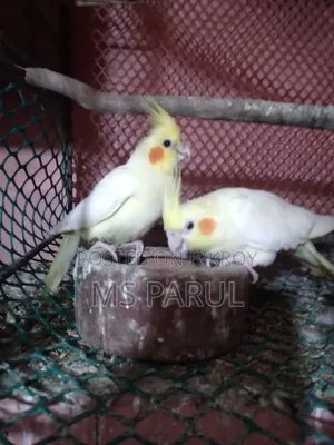 ককাটেল রানিং জোরা