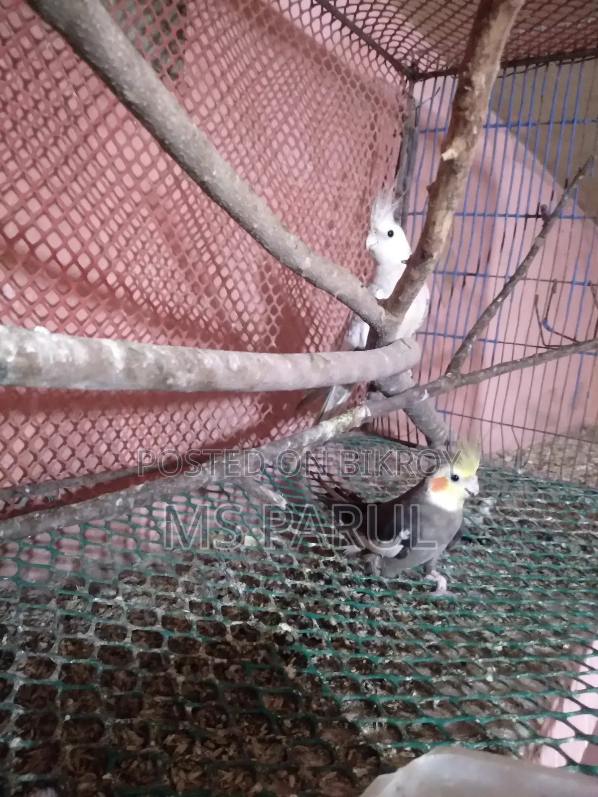 ককাটেল রানিং জোরা