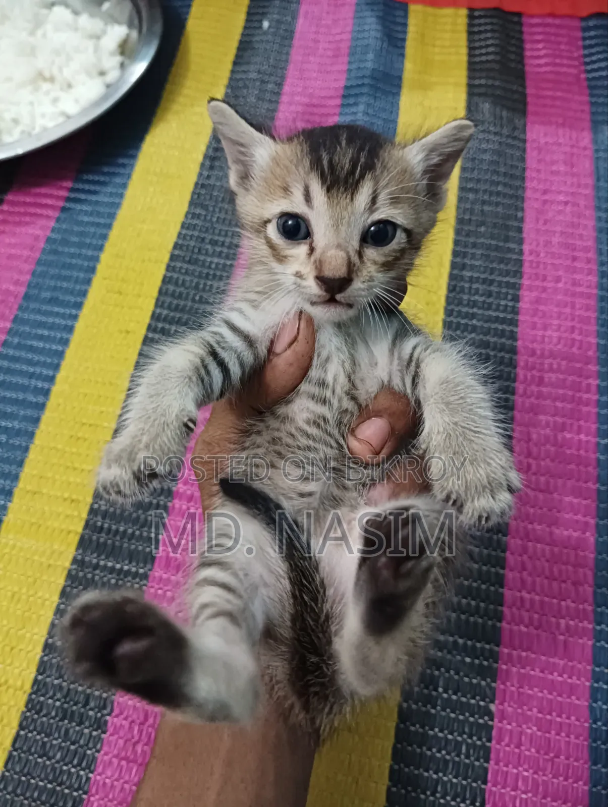 ০-১ মাসের পুরুষ সংকর জাতের বিড়াল