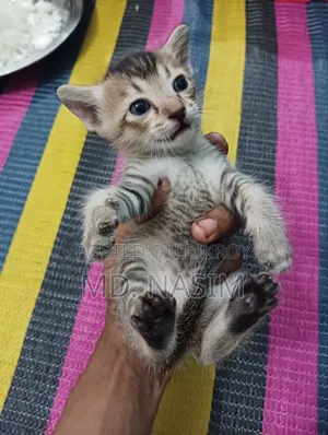 ০-১ মাসের পুরুষ সংকর জাতের বিড়াল