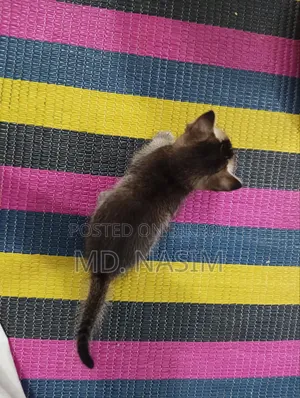 ০-১ মাসের পুরুষ সংকর জাতের বিড়াল