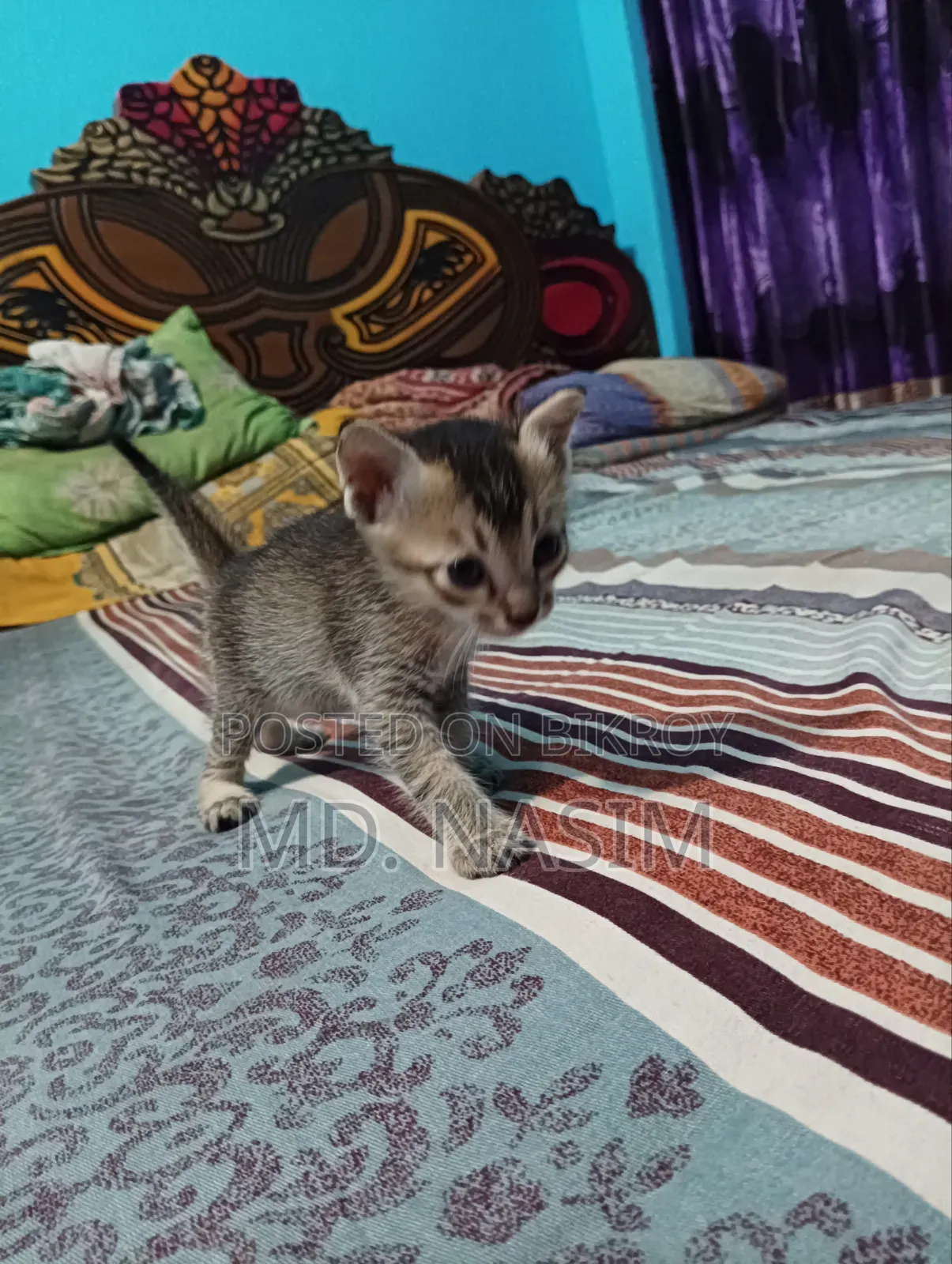 ০-১ মাসের পুরুষ সংকর জাতের বিড়াল