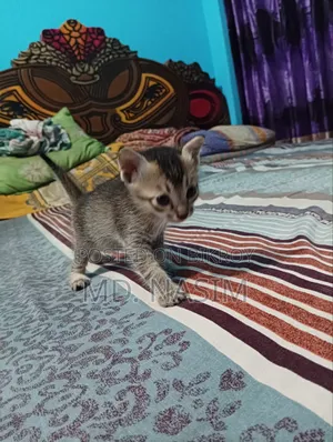 ০-১ মাসের পুরুষ সংকর জাতের বিড়াল